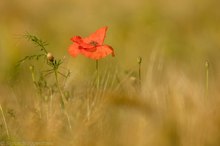 Ein...Mohn im Kornfeld