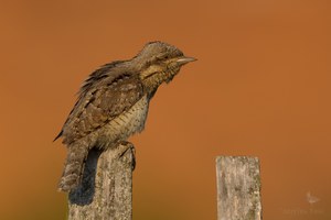 Ungewöhnlicher Zaungast am Sommerabend - der Wendehals