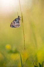 Schachbrett-Falter (Melanargia galathea)