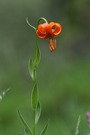 Krainer Lilie (Lilium carniolicum)
