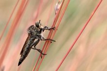 Weibchen der Schlichten Raubfliege