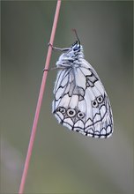 *Melanargia galathea*