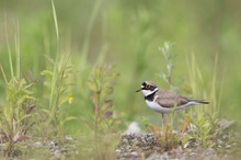 Fluppi im Habitat