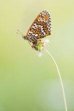 Schönling in diffusem Licht