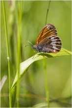 Wiesenvogel