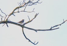 Vöglein im hohen Baum...