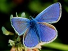 blauer geht es nicht....