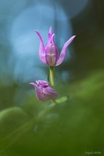 Eine *Waldfee* in der Blüte....