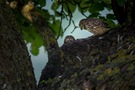 "Little" little Owls - Steinkauz-Nachwuchs - (Athene noctua)