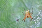 Spinne mit Jause