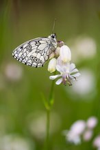 Bevor der große Regen kam