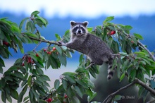 Waschbär Junior