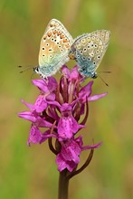 Hochzeit auf der Orchideenwiese