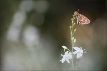 ~ melitaea didyma ~