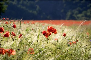 Sommerbild
