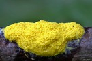 Gelbe Lohblüte oder Hexenbutter (Fuligo septica)