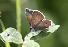 Bläuling im Gegenlicht