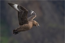 Skua