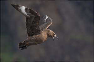 Skua