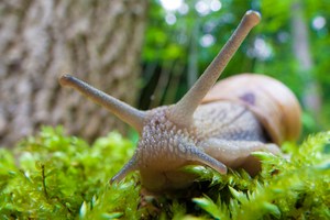 Weinbergschnecke