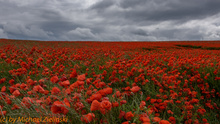 Mohn soweit wie das Auge reicht