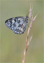 *Melanargia galathea*