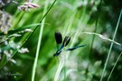 Eine Prachtlibelle im Abflug.. noch gerade erwischt