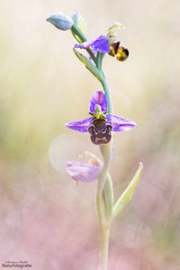 - Ophrys -
