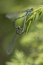 Europas seltenste Libellenart (Coenagrion hylas)