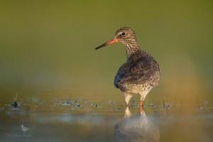 Abend im heimischen Revier mit Rotschenkel