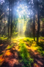 Hochsommer im Wald