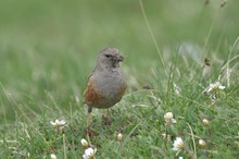 Alpenbraunelle