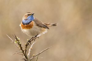 Blaukehlchen