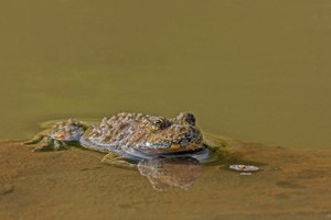 Vom Aussterben bedroht ist die Gelbbauchunke...