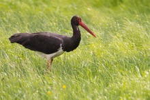 Schwarzstorch auf einer wilden Wiese