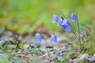 Glockenblume
