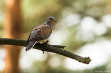 rarer Vogel des Glücks