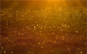 °°° fields of gold °°°