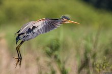 Nestanflug Purpurreiher