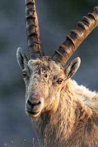 Alpensteibockportrait