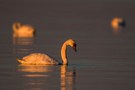 Letzte Abendsonne an der Ostsee