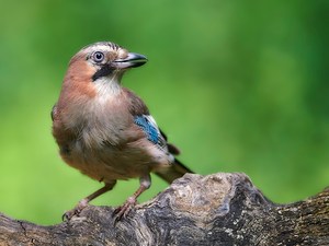 Wald-Polizist