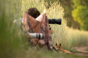 Die Fuchstarnung und der Fuchs...