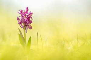 Dactylorhiza sambucina