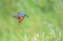 Rüttelflug