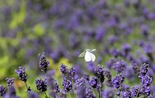 kleiner allerweltsüberflieger