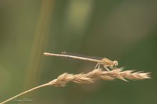 Libelle im farblichen Einklang