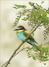 *Merops apiaster_5*