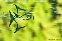 Pfeilkraut und Wasserläufer