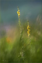 Odermennig - Agrimonia eupatoria